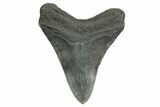 Fossil Megalodon Tooth - South Carolina #362431-2